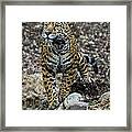 Jaguar Framed Print