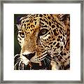 Jaguar Portrait Framed Print