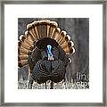Jake Eastern Wild Turkey Framed Print