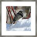 January Snow In New England Framed Print