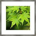 Japanese Elm Framed Print