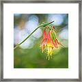 Japanese Lantern Framed Print