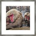 Japanese Macaque Grooming Mother Framed Print