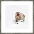 Japanese Macaque In Snow Jigokudani Framed Print Japanese Macaque In Snow Jigokudani Framed Print