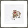 Japanese Macaque In Snow Jigokudani Framed Print