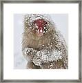 Japanese Macaque In Winter Jigokudani Framed Print