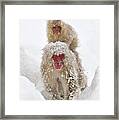 Japanese Macaque Mother Carrying Baby Framed Print