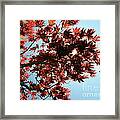 Japanese Maple Against Blue Sky Framed Print