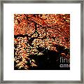 Japanese Maple Framed Print