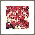 Japanese Maple Leaves - Vintage Framed Print