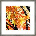 Japanese Maple Leaves Framed Print