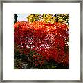 Japanese Maple Framed Print