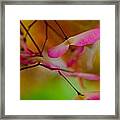 Japanese Maple Seedling Framed Print