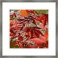 Japanese Red Leaf Maple Framed Print