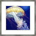 Japanese Sea Nettle Chrysaora Pacifica Framed Print
