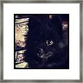 Jazzy Boo
5 Mo. Old Toy Pom
Isn't He Framed Print