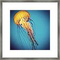 Jelly Framed Print