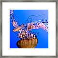 Jelly Fish Framed Print