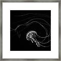 Jellyfish Black And White Framed Print