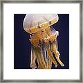 Jellyfish Framed Print