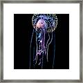 Jellyfish  Pelagia Noctiluca  With Fish Framed Print