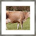 Jersey Cow In Pasture Framed Print
