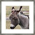 Jerusalem Donkey Framed Print