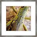 Macro Grasshopper Framed Print