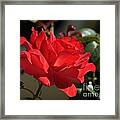 Jim's Rose Framed Print