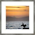 Joe Fox Fine Art - Gannet Bird Stretches Its Wings At Sunset On The Irish Coast Framed Print