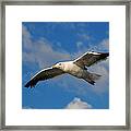 Jonathan Livingston Framed Print