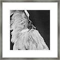 Josephine Baker Wearing A Feather Costume Framed Print