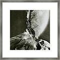 Josephine Baker Wearing A Feathered Cape Framed Print