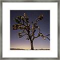 Joshua Tree Night Framed Print