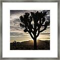 Joshua Tree Sunset Silhouette 4 Framed Print