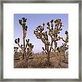 Joshua Trees Nevada Framed Print