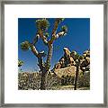 California Joshua Trees In Joshua Tree National Park By The Mojave Desert Framed Print