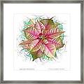 Jubilant Poinsettia Framed Print