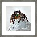 Jumper Spider 2 Framed Print