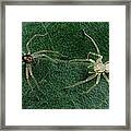 Jumping Spider Colorful Male And Pale Framed Print