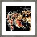 Jumping Spider Framed Print