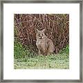 Jungle Cat (felis Chaus) In The Wild Framed Print
