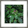 Jungle In La Amistad National Park Panama 4 Framed Print
