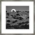Juniper At Moonrise Framed Print
