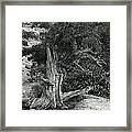 Juniper Stump Framed Print