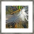 Just A Feather Framed Print