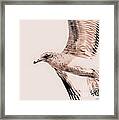 Just A Seagull Framed Print