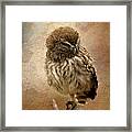 Just Awake Little Owl Framed Print