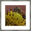 Just Bee Framed Print