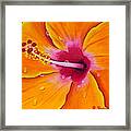 Just Peachy - Hibiscus Flower Framed Print